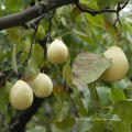 Nouvelle culture Bonne qualité Fresh Ya Pear